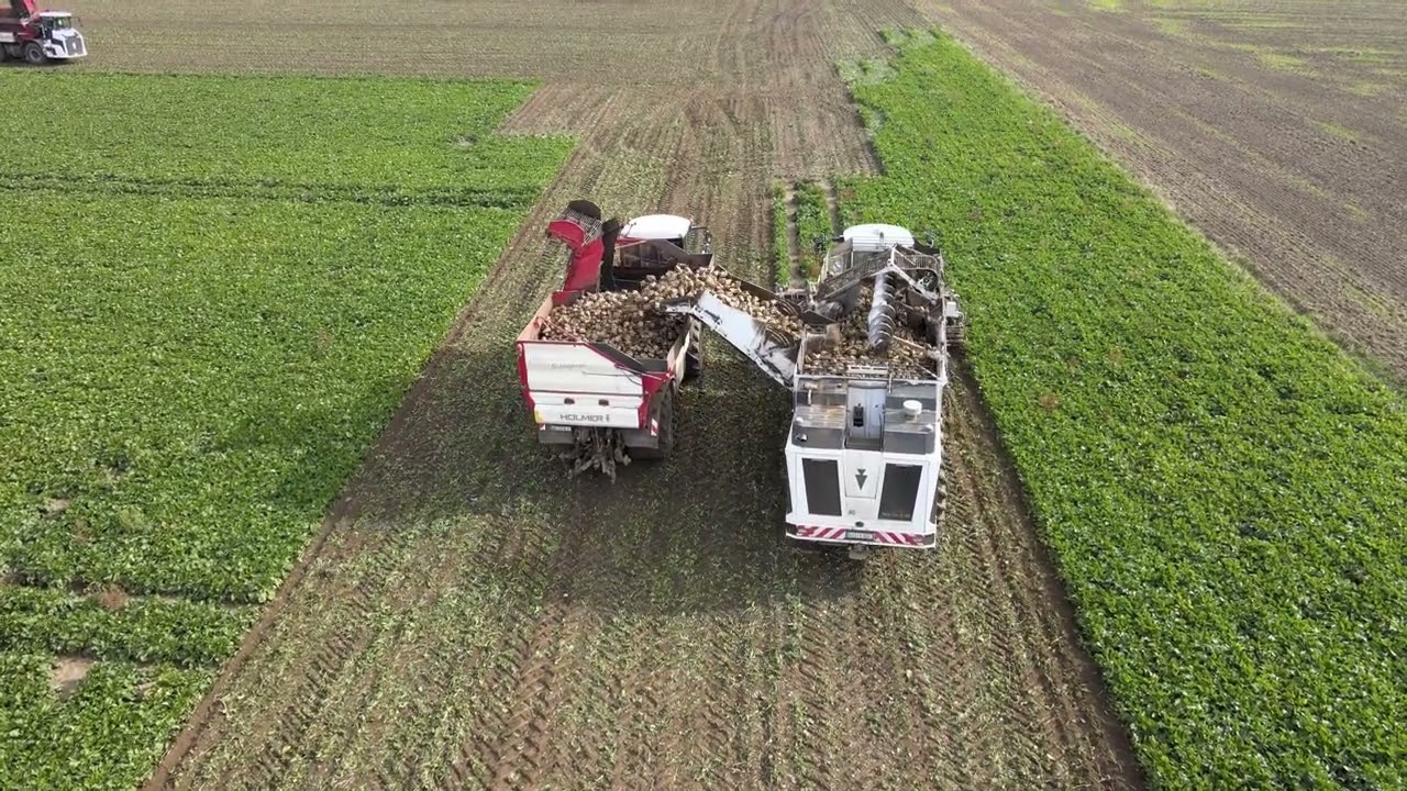 Rübenernte vor Bufleben mit dem Terra Dos 5 Rübenvollernter