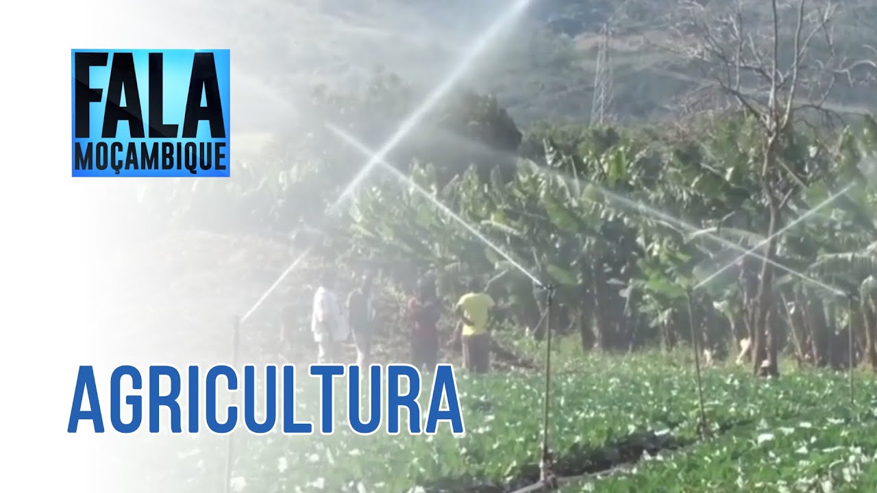 AGRICULTURA EM MANICA