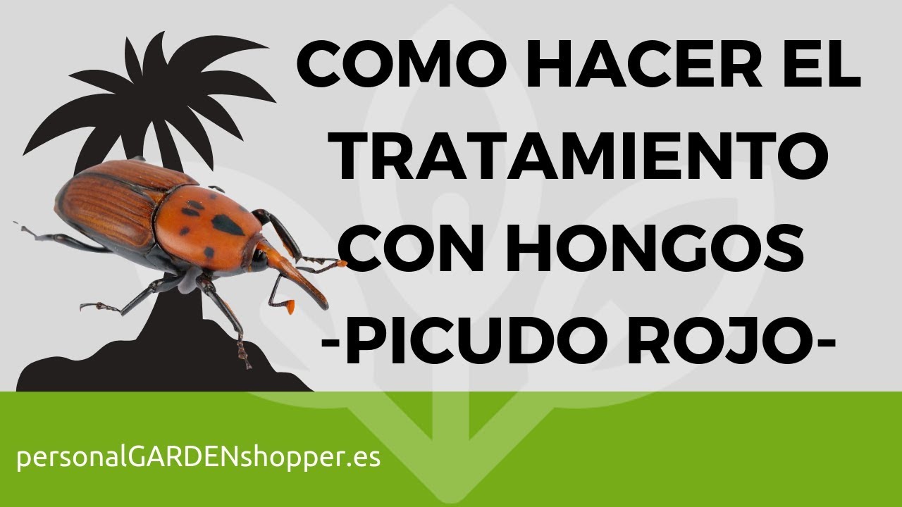 CÓMO HACER EL TRATAMIENTO CON HONGOS PARA PALMERAS ANTI PICUDO ROJO