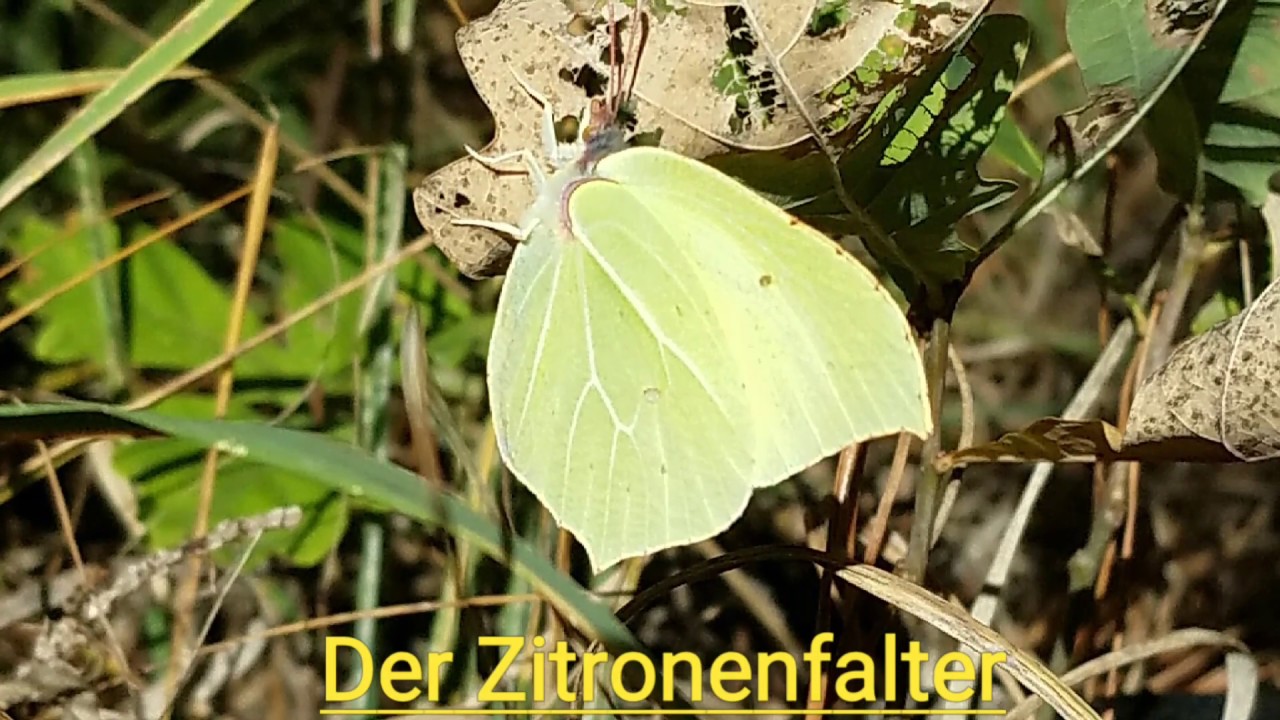 Der&nbsp;Zitronenfalter&nbsp;(Gonepteryx rhamni)