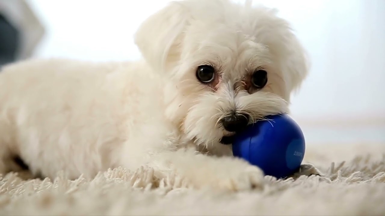 Adorable Dogs & Gentle Sounds | Relaxing Quiet Music for Dogs