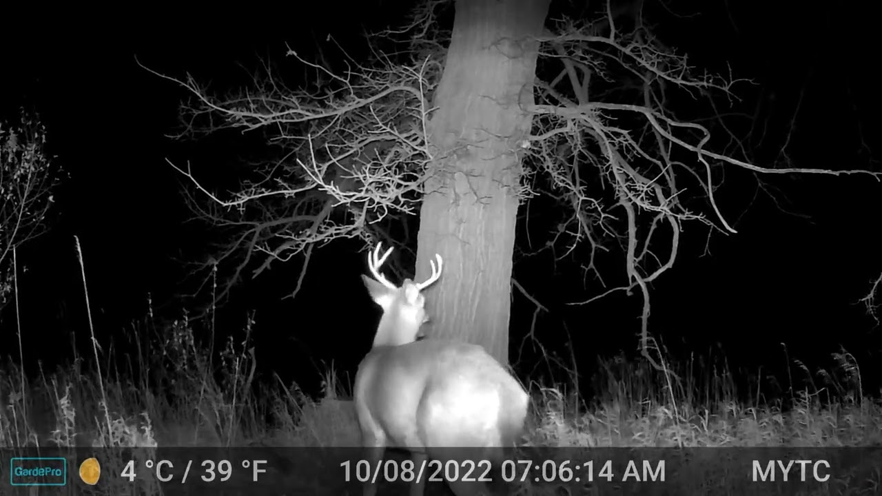 buck montage