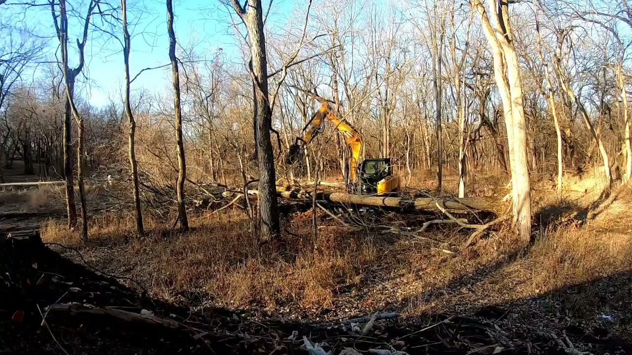 Sany sy80u Taking Down Tree's