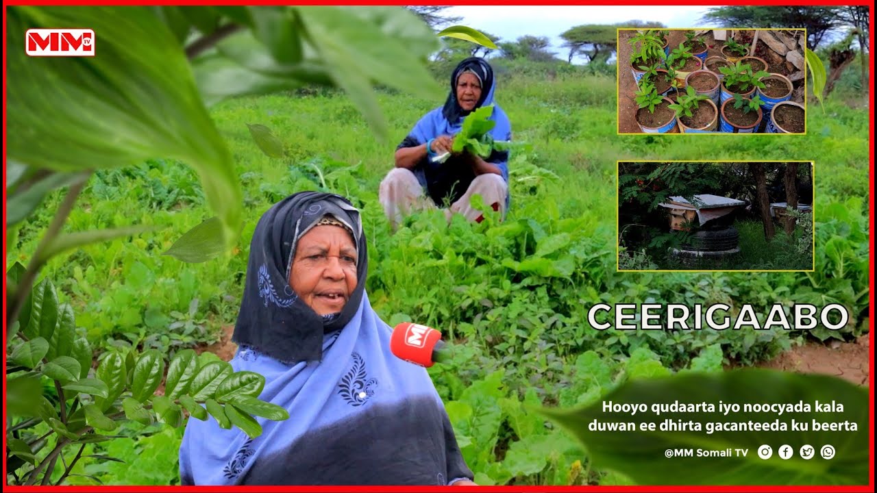 CEERIGAABO:-Hooyo qudaarta iyo noocyada kala duwan ee dhirta gacanteeda ku Beerta.
