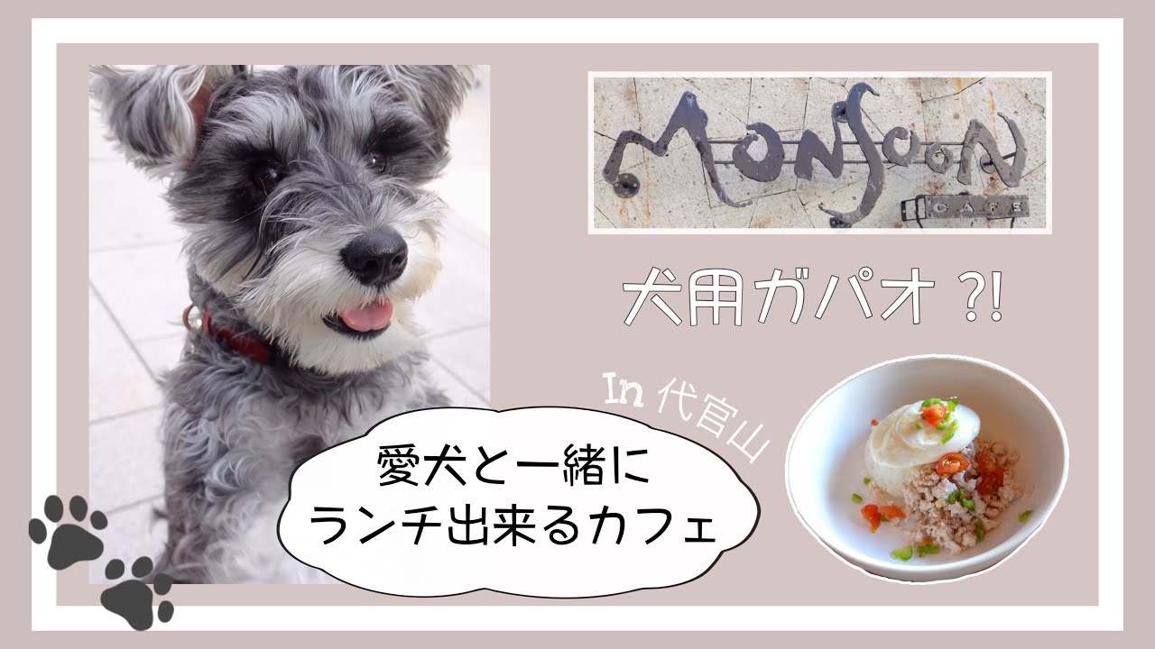 愛犬も一緒にランチできる🍽代官山モンスーンカフェを紹介🌿