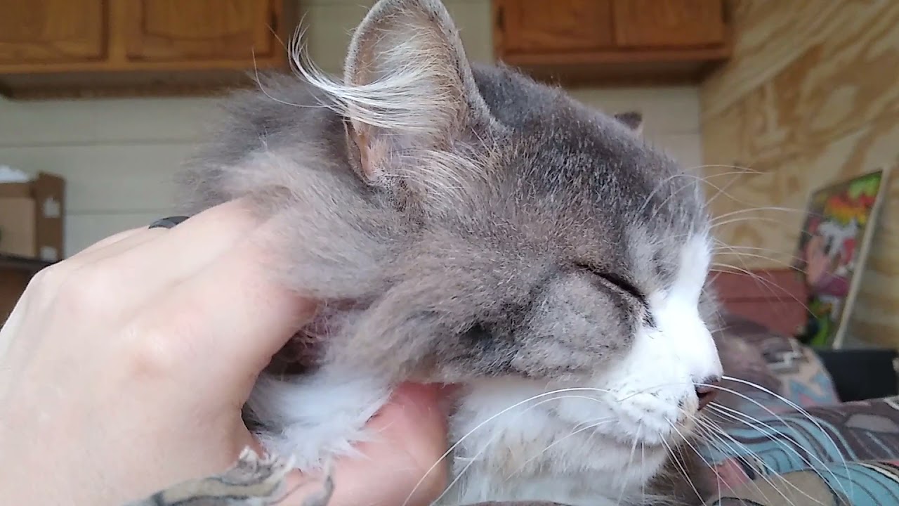 Sleepy Tesla 😴 🐈