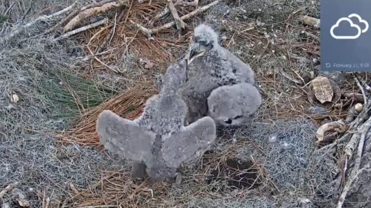 One small mistake and big eaglet bonk small eaglet | Kisatchie National Forest E-1 | Feb 21, 26