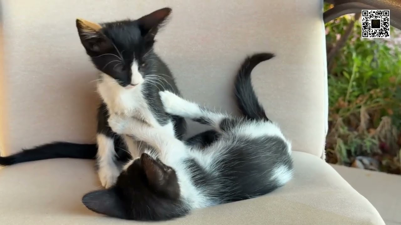 Play with me, play with me! Cute Kittens and Puppies, sweet dogs and cats