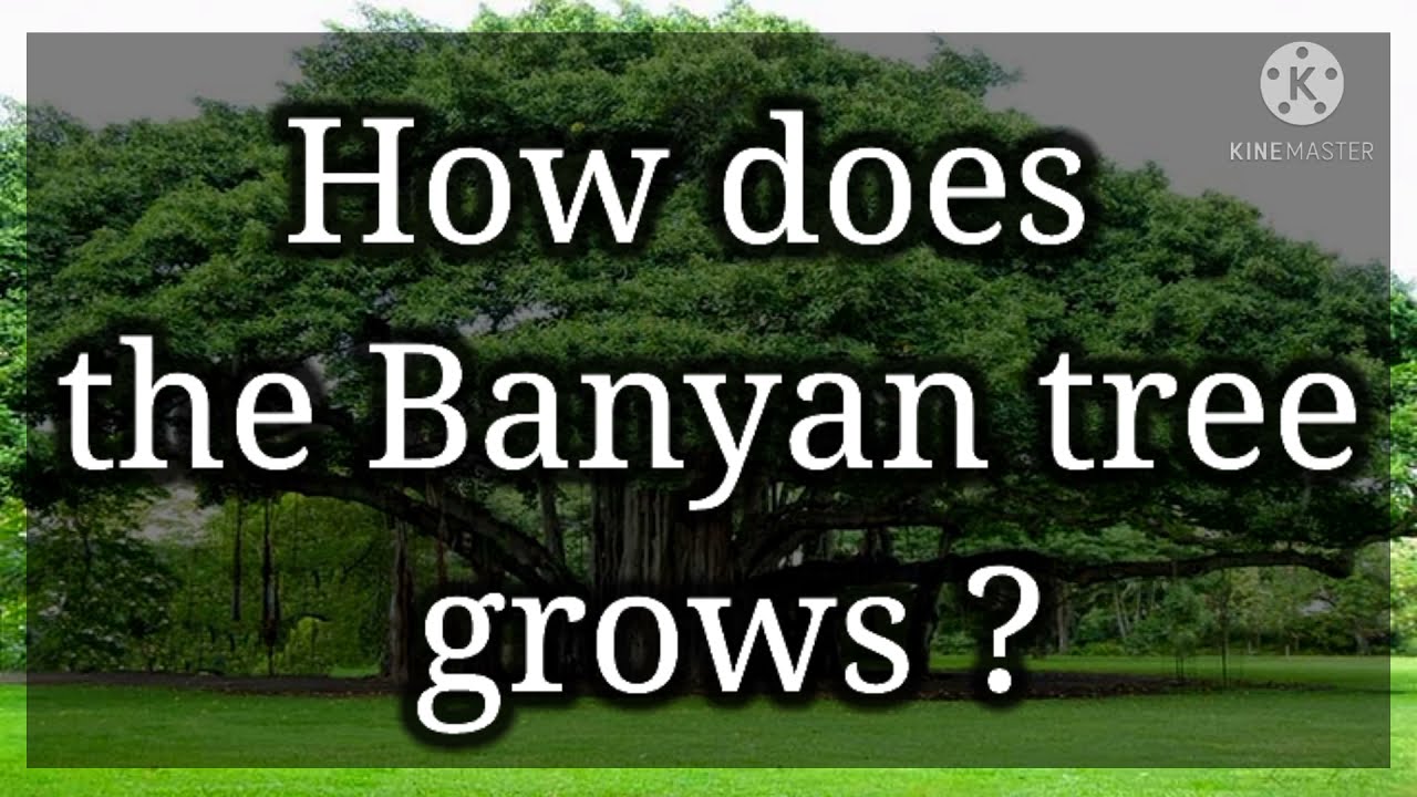 How does banyan tree grows? |Biologicallife|