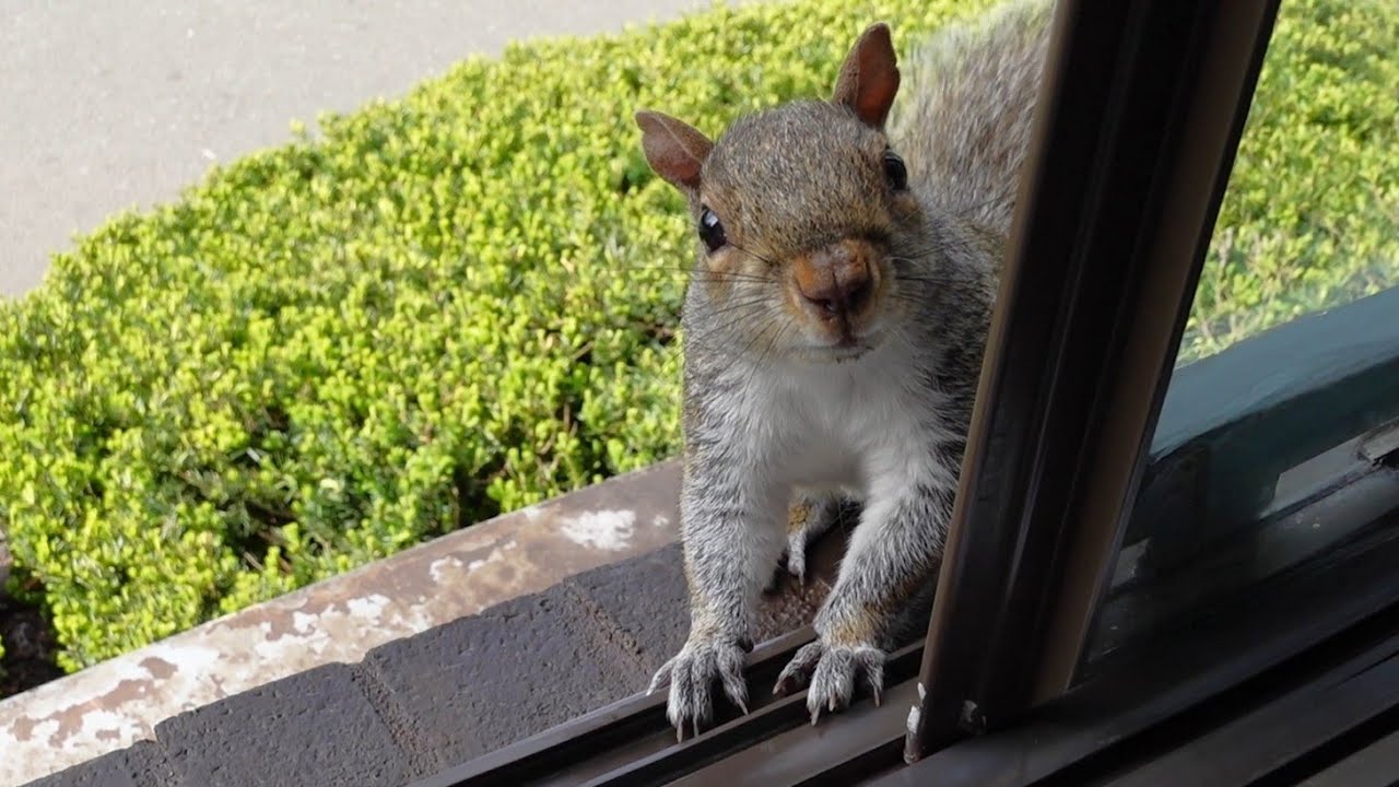 So happy to see that my dear squirrel is healing
