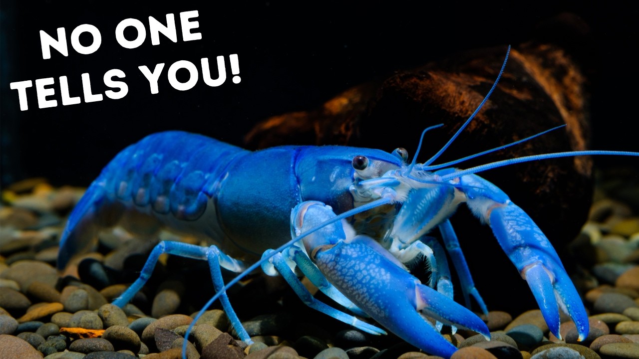 5 TIPS I wish I Knew Before Keeping Crayfish