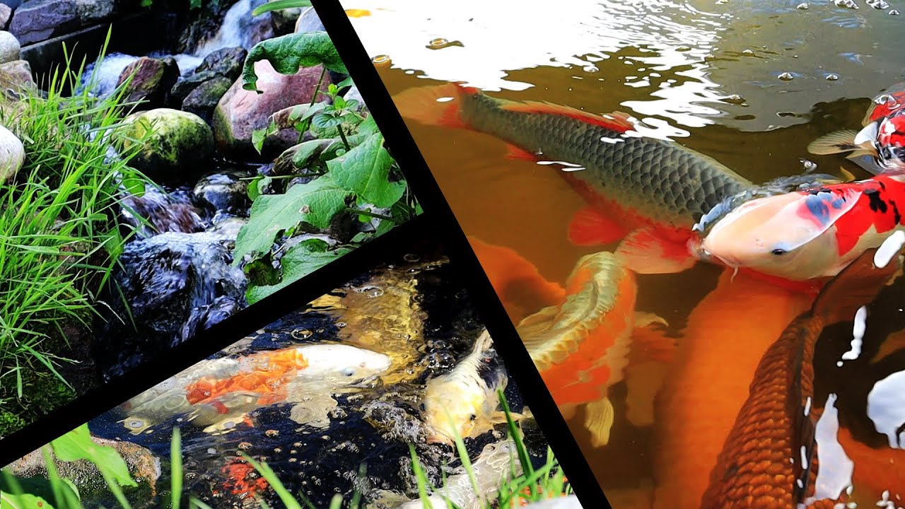 Koi Pond visit with Waterfall & Natural Pond | Water garden