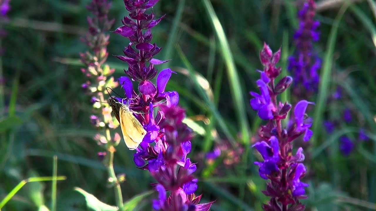 Insekten und Bestäubung