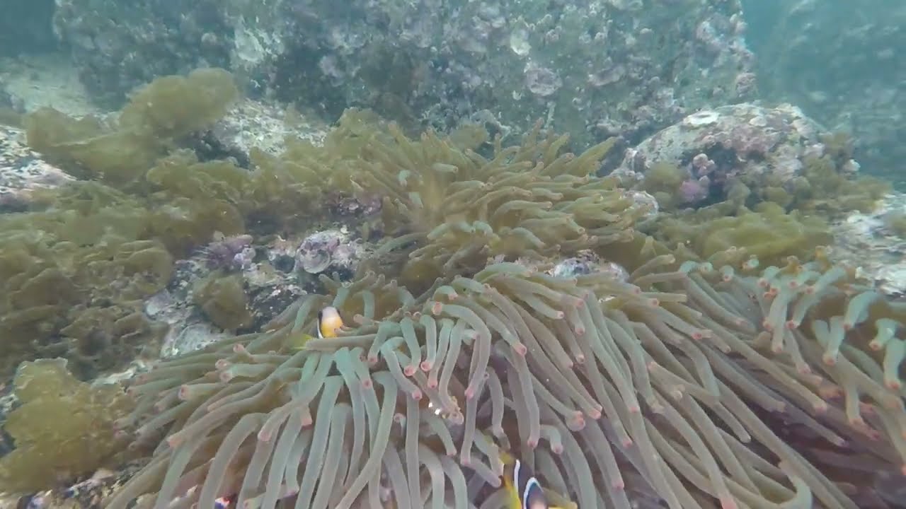 5-4-2023 龍蝦灣浮潛
