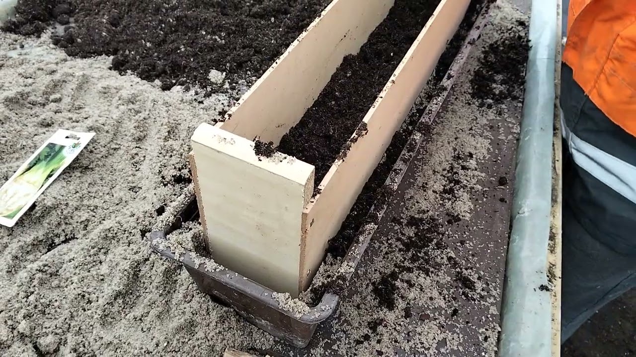 Warzywa na parapecie, siewki dobrze będą kiełkować.