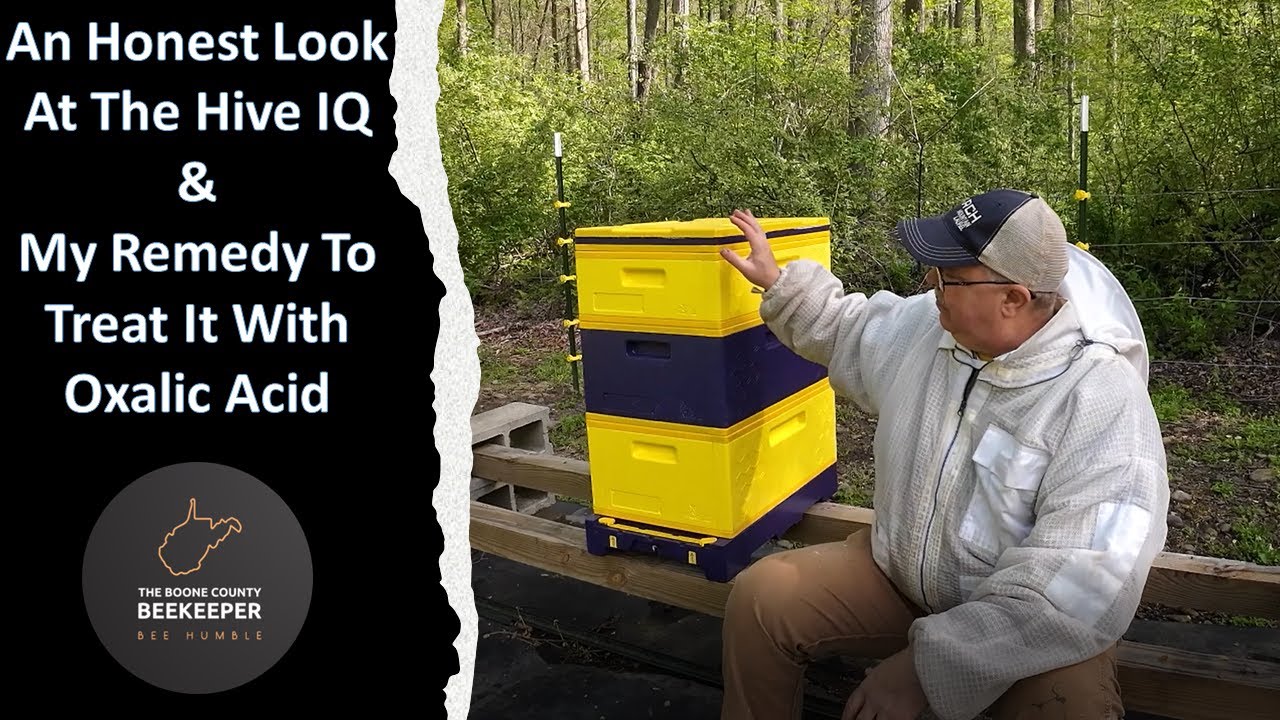 An Honest Look At The Hive IQ and My Remedy To Treat It With Oxalic Acid