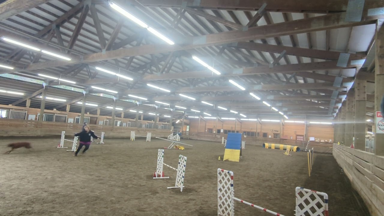 Paris' Redbone Coonhound Agility Class-- T2B 2024 Inv course