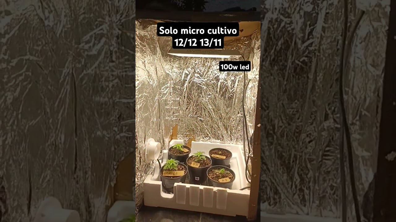 Micro cultivo para 12/12 desde semilla indoor casero 100w led #indoorplants #indoor #led #ledlights