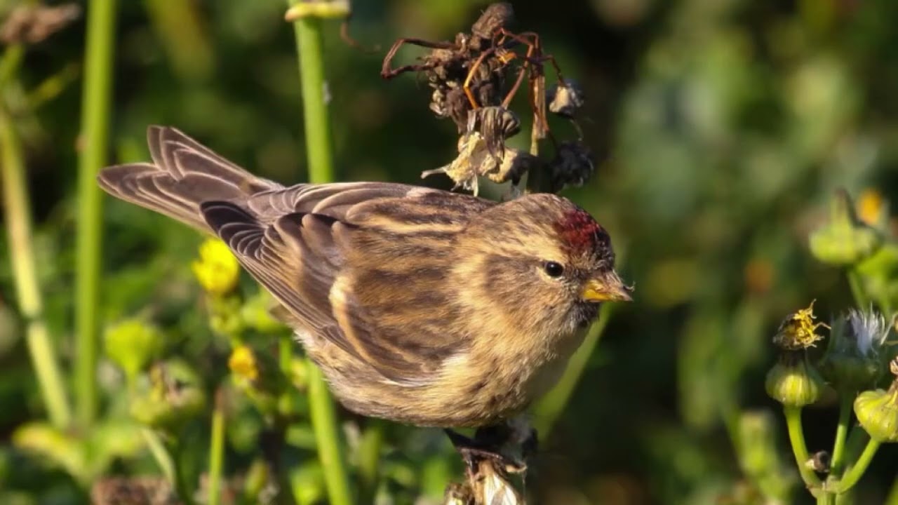 Lesser redpoll call
