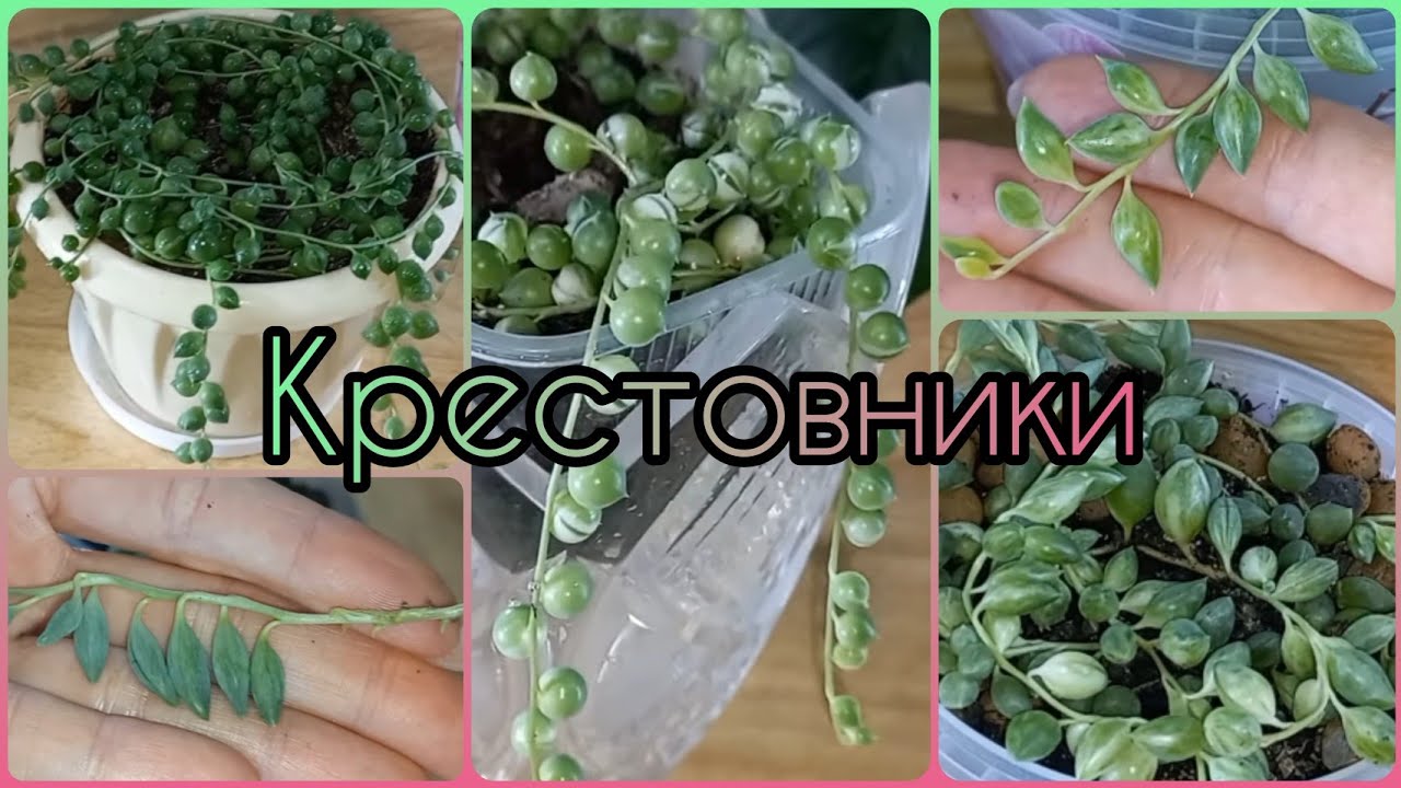 КРЕСТОВНИКИ🌱Бусики🌷Они же Зеленый горошек🌱Ампельные суккуленты🌷Уход🌱Размножение🌱Содержание🌷Полив🌱