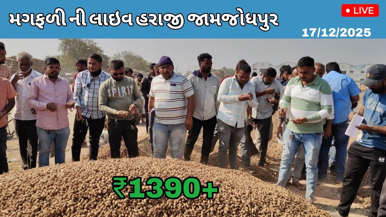 આજના મગફળીના બજાર ભાવ | Jamjodhpur Marketing Yard | 17-12-2025 | Groundnut Bhav Today