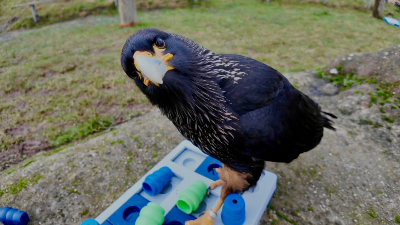 Intelligenzspiele, weißes Häufi und mehr 🦅🦉😊 - Greifvogelwarte Feldatal