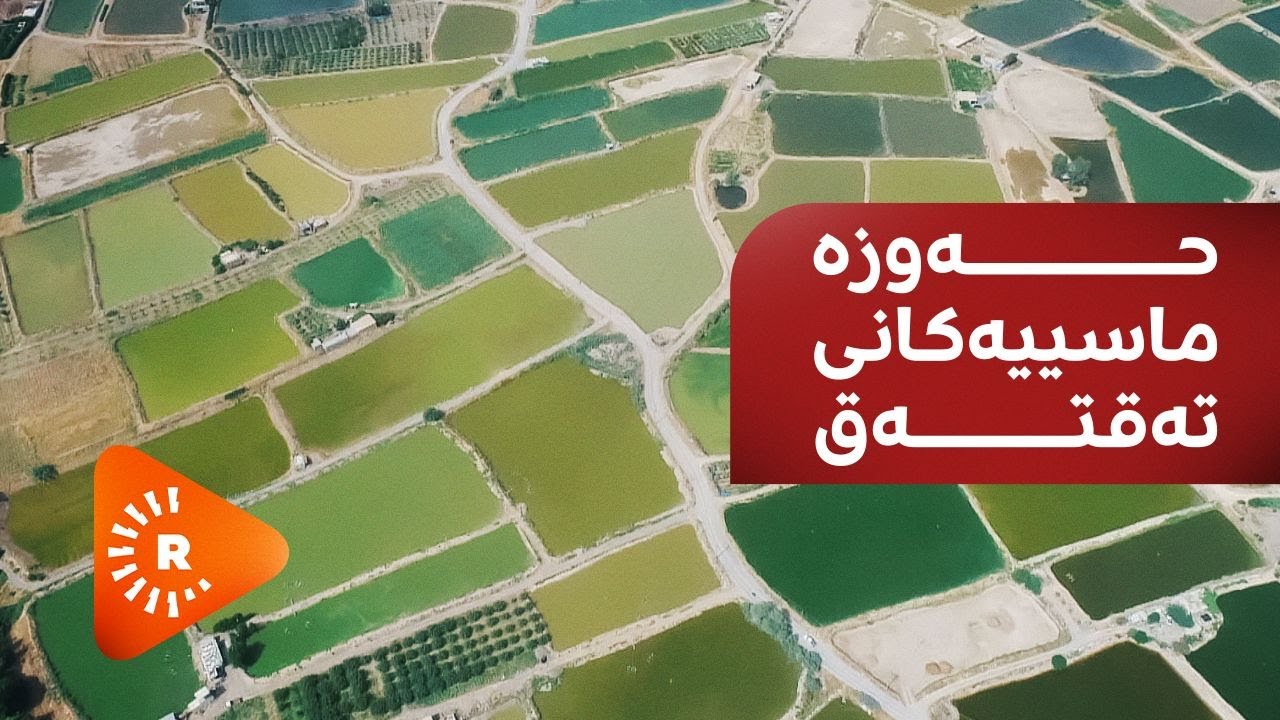 رەنج سەنگاوی لە حەوزە ماسییەکانی تەقتەق