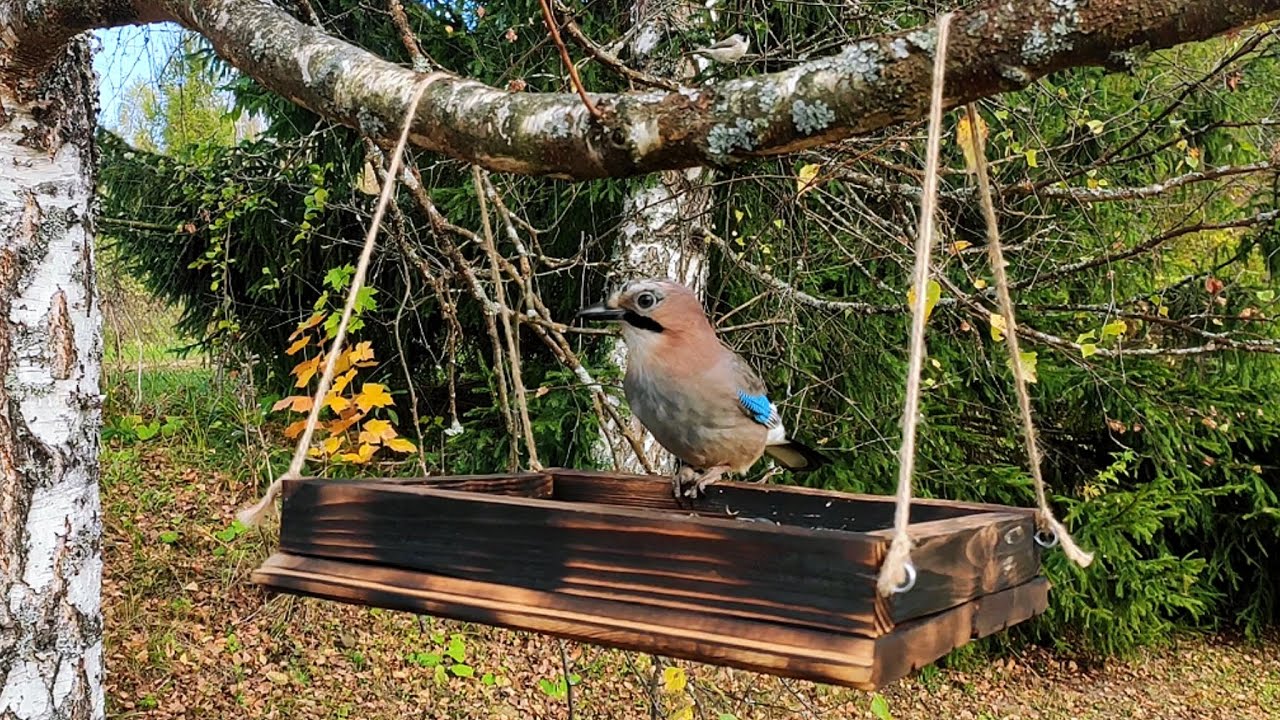 5.10.2025 Forest Bird Feeder #птицывоктябре #синичкинкалендарь 