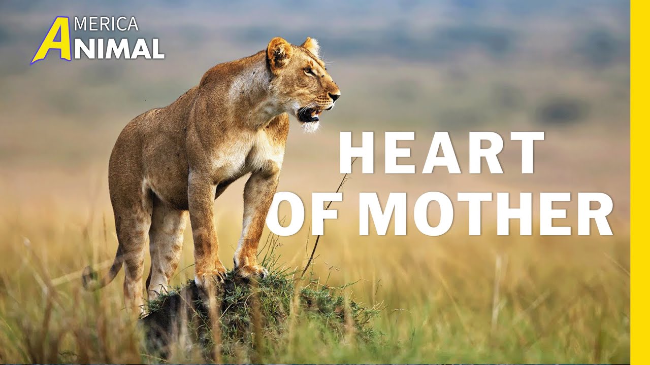 The Incredible Journey of the Lion Queen | Lion Dynasty | Wild Animal Documentary