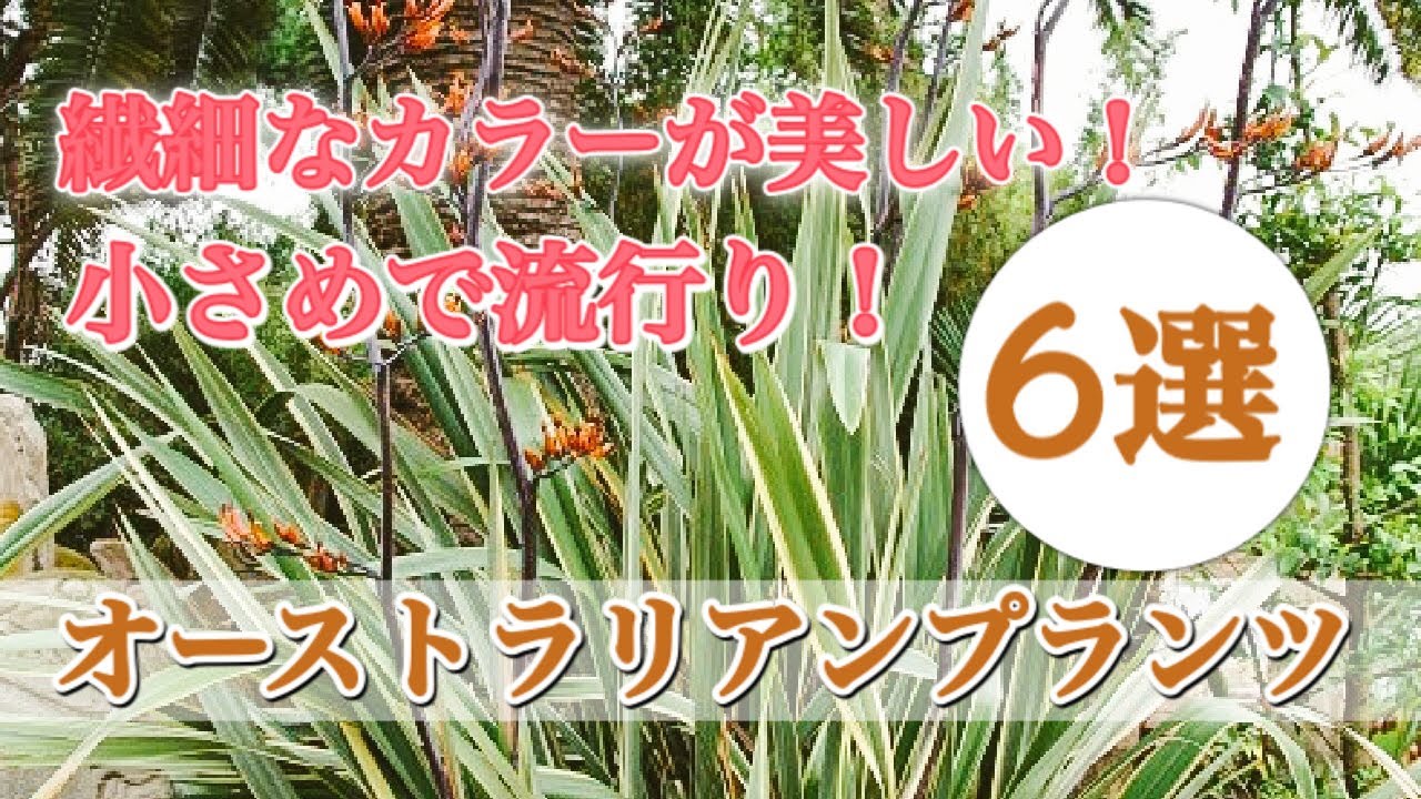 繊細なカラーが美しい！小さめで流行り！オーストラリアンプランツ 6選　個人邸のお庭におすすめ！