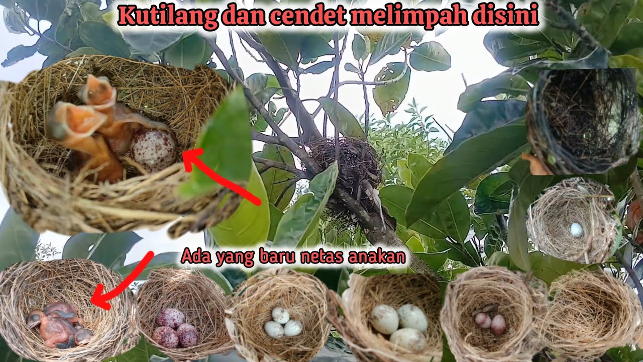 Kutilang dan cendet melimpah sekali disini || padahal nyarinya cuma dipinggir jalan