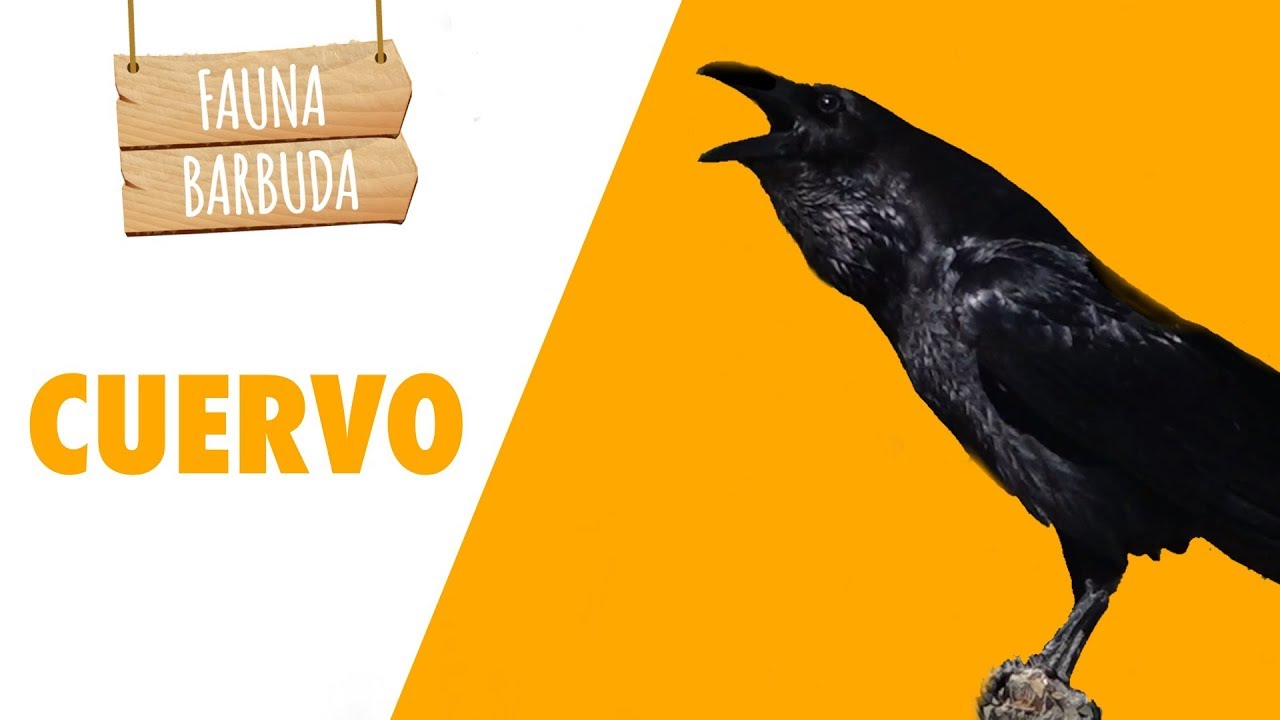FAUNA BARBUDA 15: EL GRAN CUERVO (Corvus corax) una de las aves más inteligentes