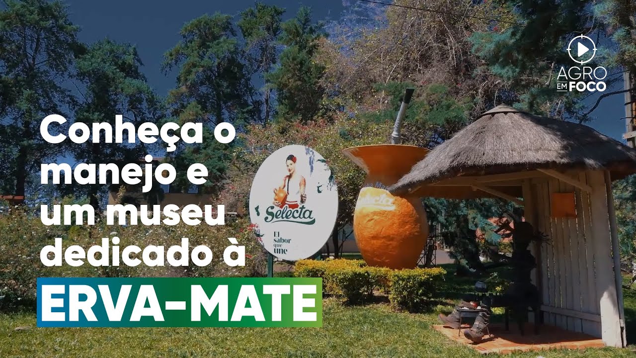 As características do cultivo da erva-mate no Paraguai - Programa #88 - Agro Em Foco
