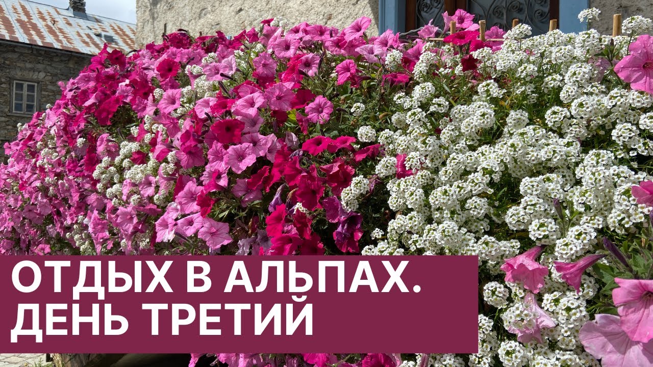 ЛИВИНЬО. ЦВЕТОЧНЫЙ БЕСПРЕДЕЛ