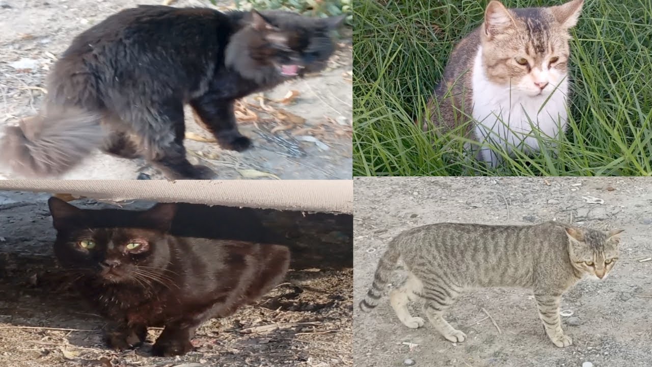 Look at my beloved cats traveling outside, they are so happy. 