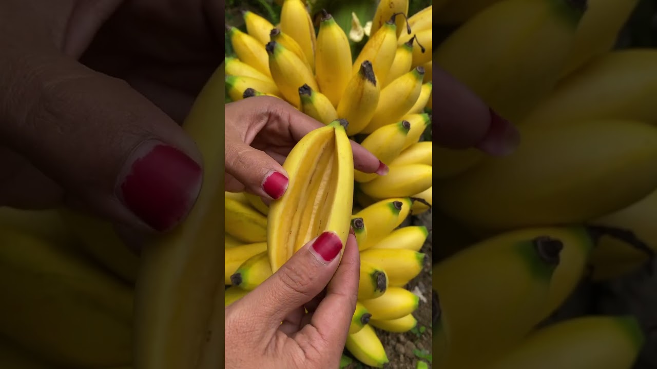 Pisang Ulin #pisangulin