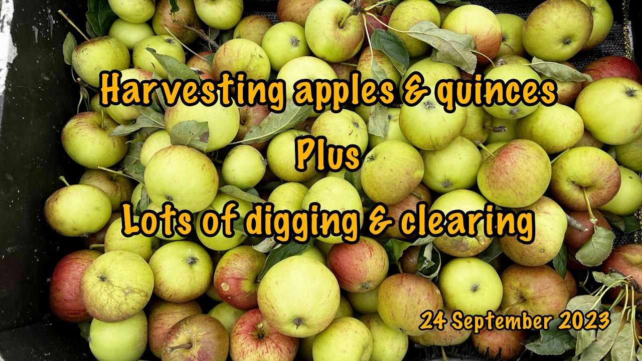 2023-09-24-Harvesting apples and quince plus lots of digging and clearing