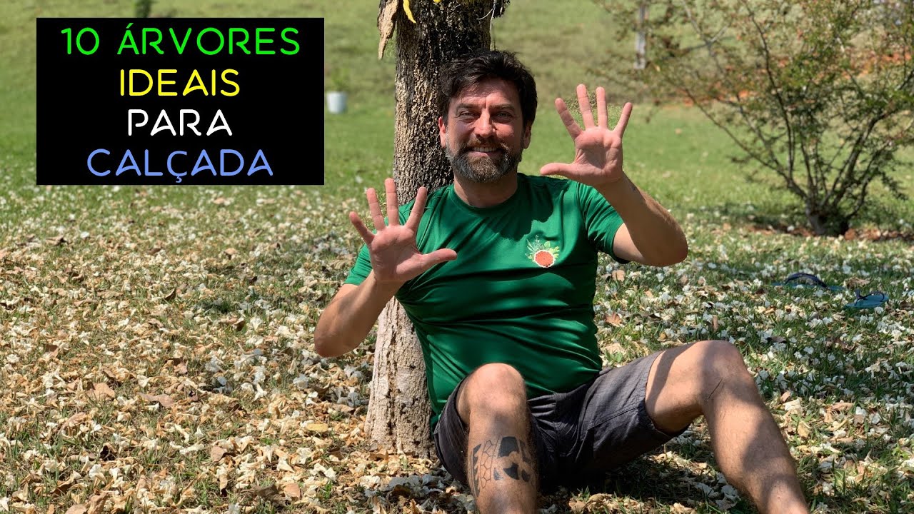 10 Árvores Ideais Para Calçada