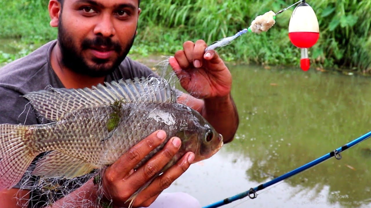 How to Catch Tilapia Fish Using Spring Bom net | Sri lanka Fishing Style | Net Fishing