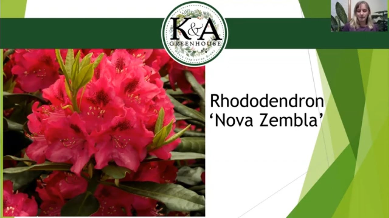 New Broadleaf Evergreens for 2021