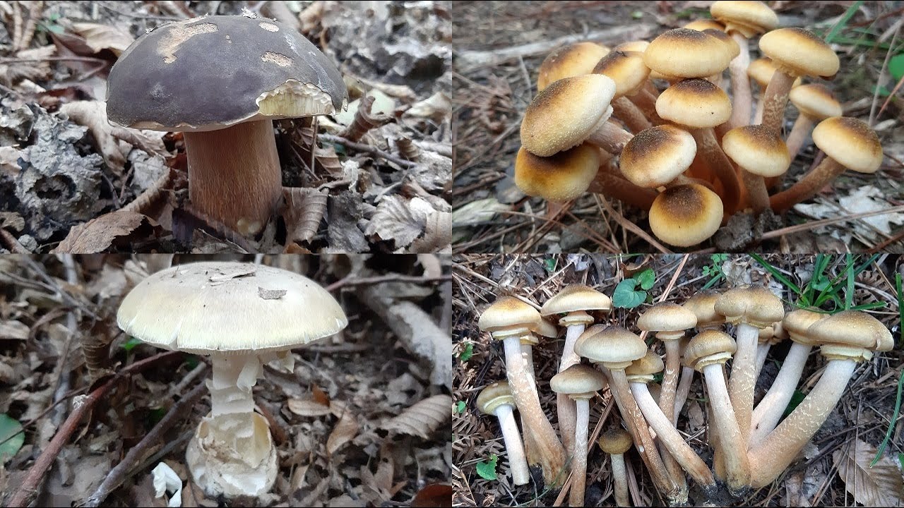 Bal, Huş, Şemsiye, Kara Kafa Bolet Mantarları, Kestane Ve ''ZEHİRLİ MANTAR Amanita phalloides''