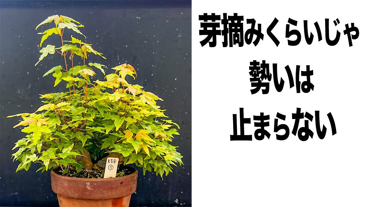 【KED1】片葉刈りで完全に抑え込むか、葉透かし程度に止めるか #盆栽 #bonsai