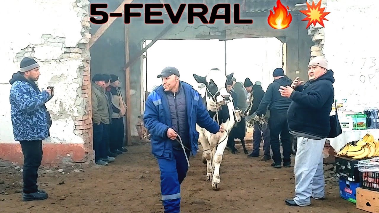 BUGUN RYAL SOTILGAN VA QAYTGAN NARXLARI BOG'DOD CHORVA BOZORIDAN!
