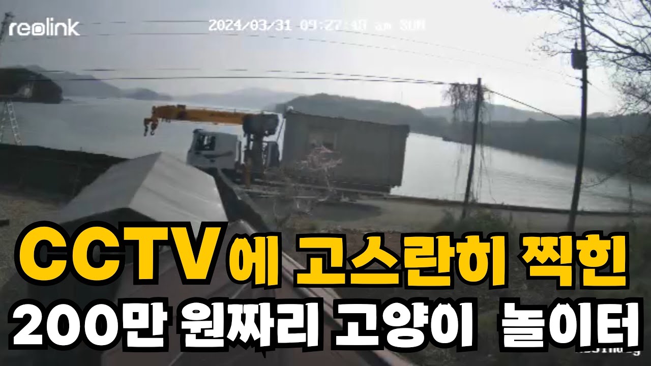 200만 원짜리 고양이 놀이터를 구입했는데..CCTV영상을 확인했더니..무인도그 육지편EP-15