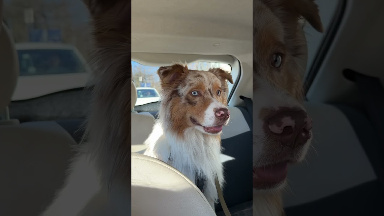 Ostsee Vlog Part 1 💛💛 #hund #vlog #dog #aussie