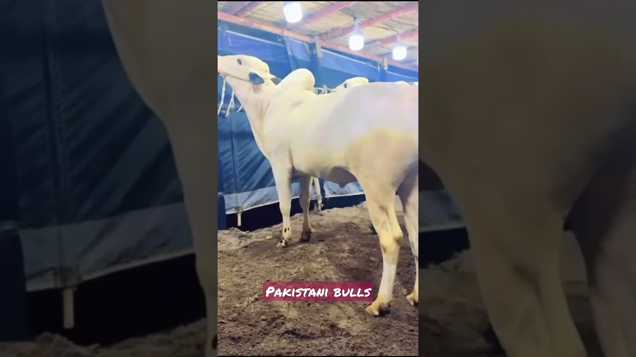 heavy fathjangi bulls in mandi 2023