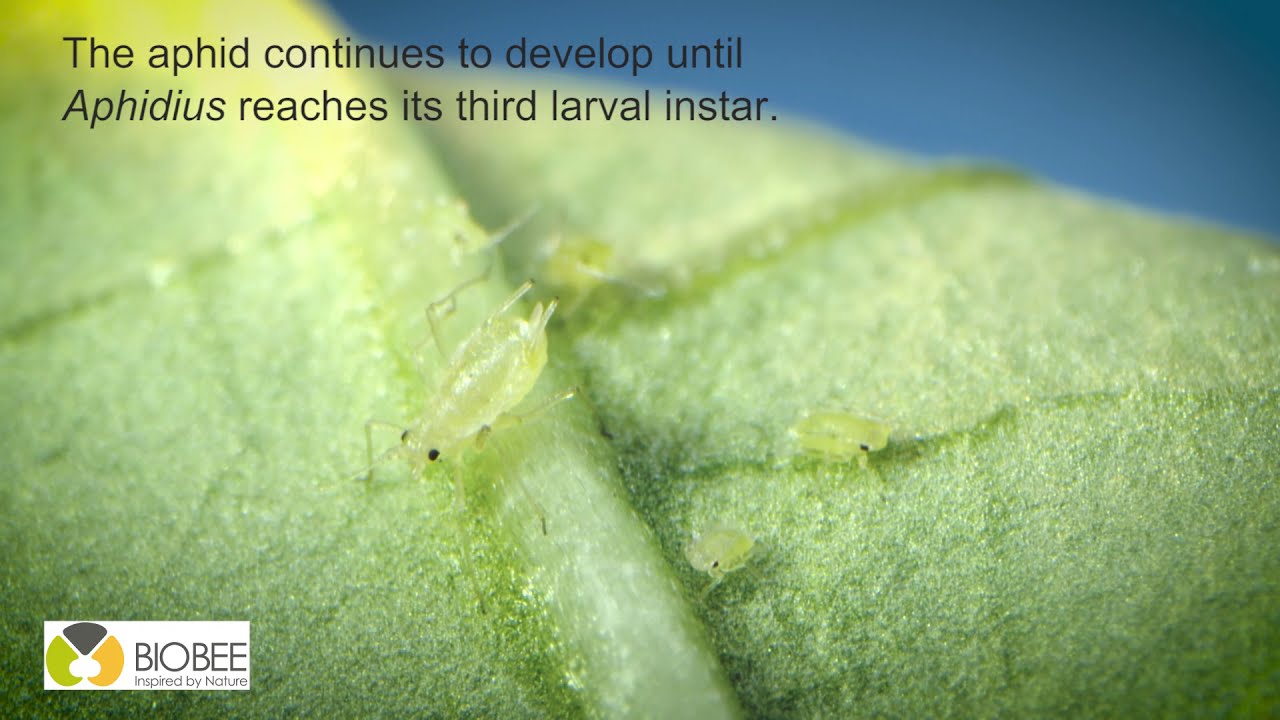 Aphidius colemani 2020
