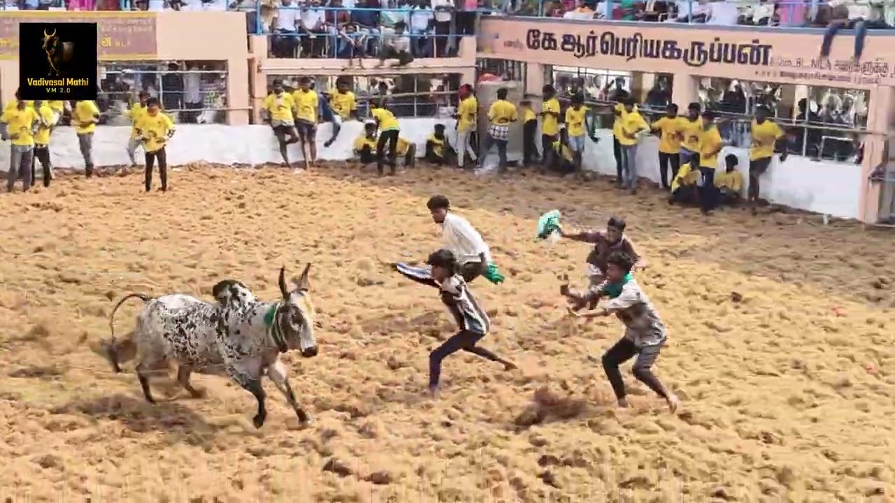 சிராவயல் ஜல்லிக்கட்டு 2026#Siravayal Jallikattu 2026#manjuvirattu#jallikattu#youtube#@Vadivasalmathi