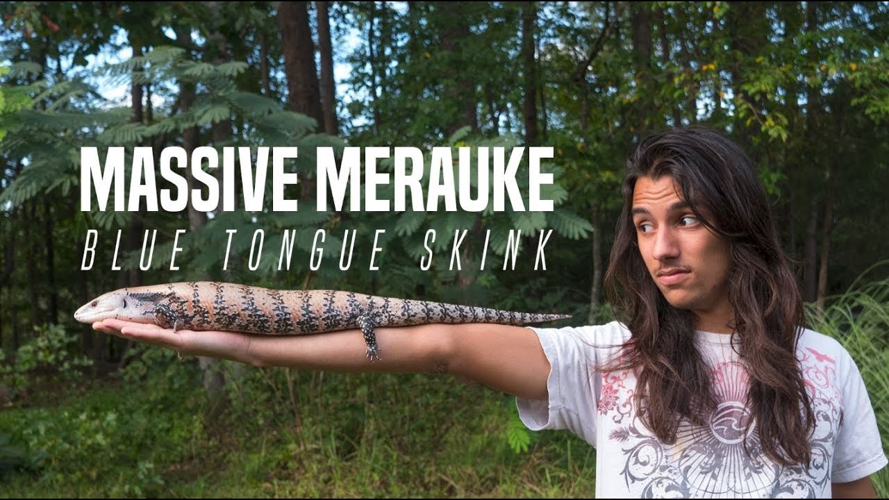 MASSIVE Merauke Blue Tongue Skink!