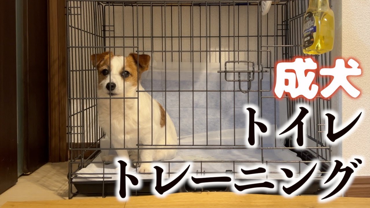 【HELP】成犬になってトイレトレーニングを始めましたが‥/ジャックラッセルテリア